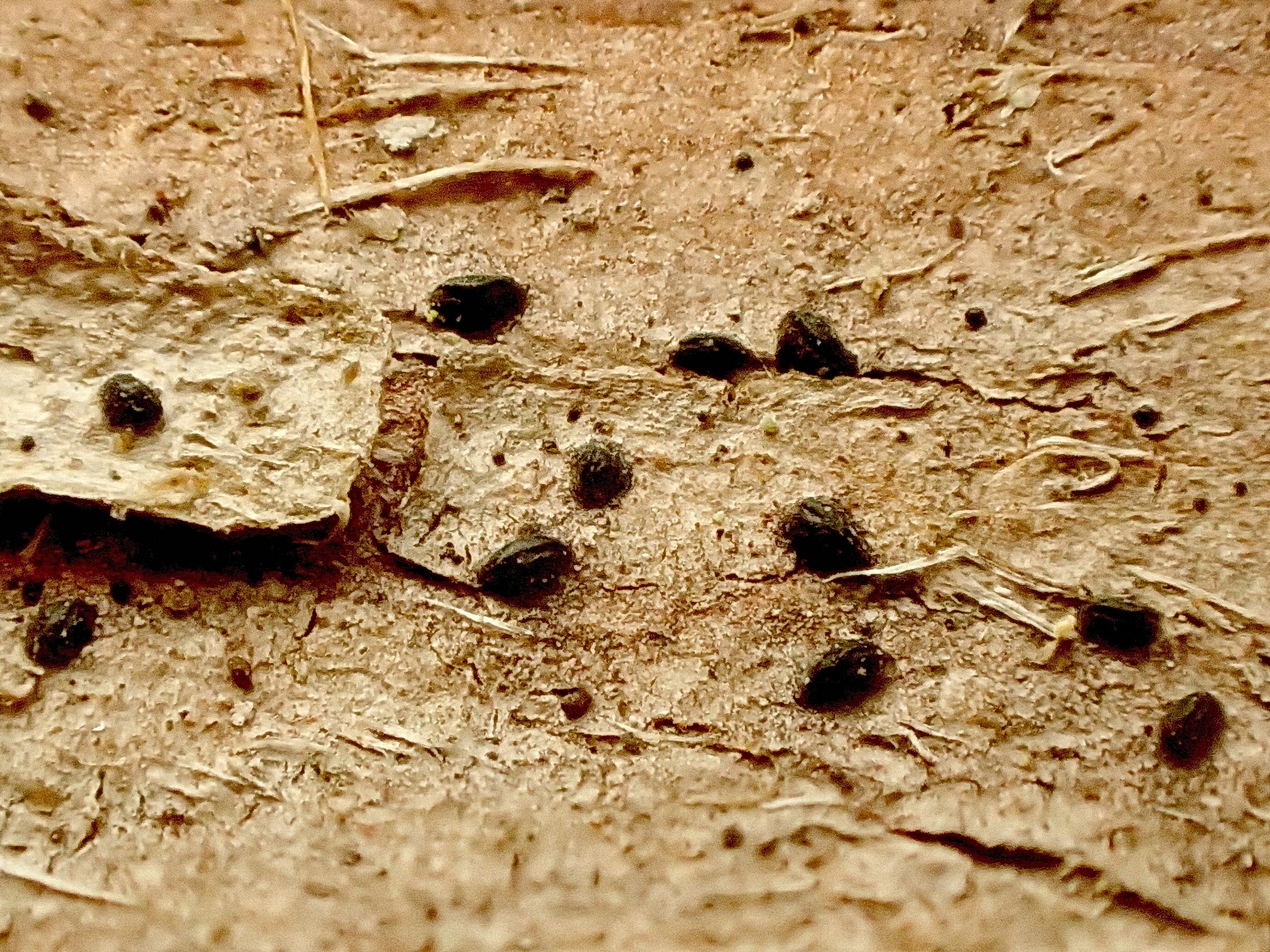 Представитель Семейства Mytilinidiaceae
